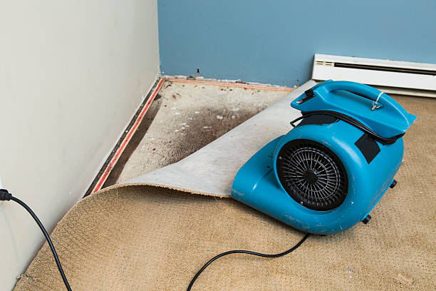 Best Carpet water damage restoration  in Greenland, AR